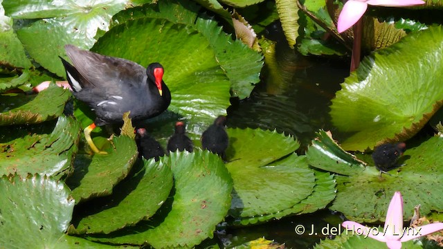 Common Gallinule (American) - ML201482851