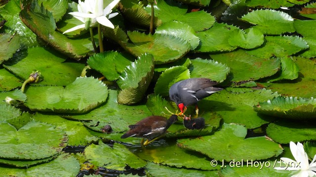 Common Gallinule (American) - ML201482861