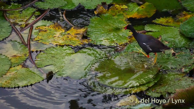 Common Gallinule (American) - ML201482871