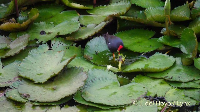 Common Gallinule (American) - ML201482881