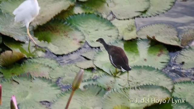 Американская камышница [группа galeata] - ML201482891