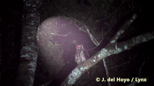 Akun Eagle-Owl - ML201483151