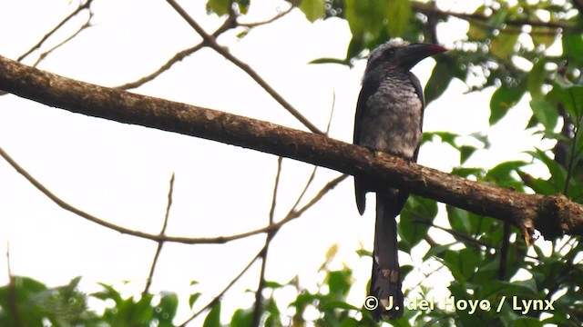 Western Dwarf Hornbill - ML201483261