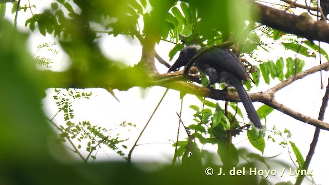 Western Dwarf Hornbill - ML201483271
