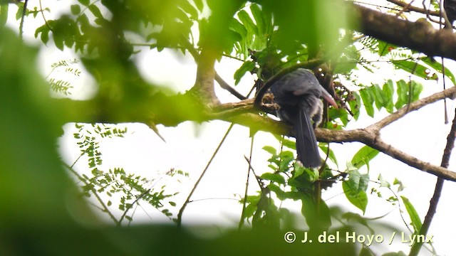 Western Dwarf Hornbill - ML201483281