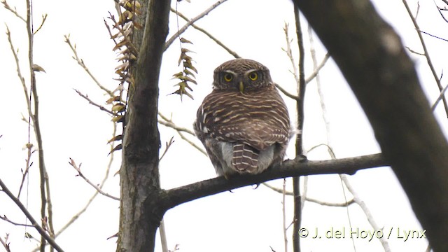 Asian Barred Owlet - ML201483291