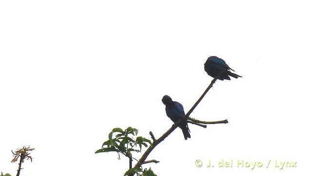 Copper-tailed Starling - ML201483311