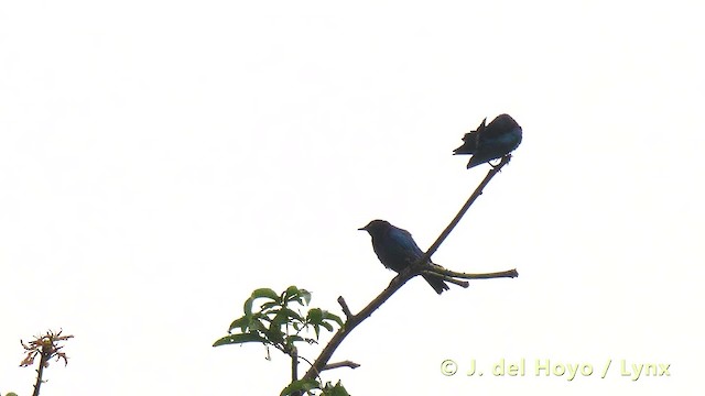 Copper-tailed Starling - ML201483321