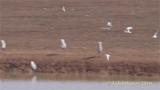 Whiskered Tern - ML201483401