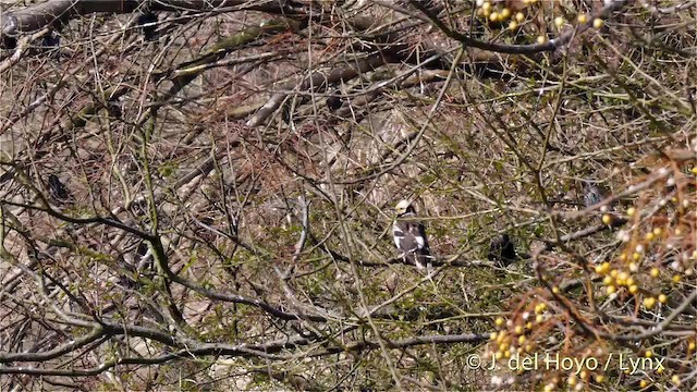 Black-collared Starling - ML201483421