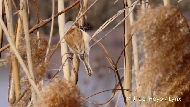 Chinese Penduline-Tit - ML201483471