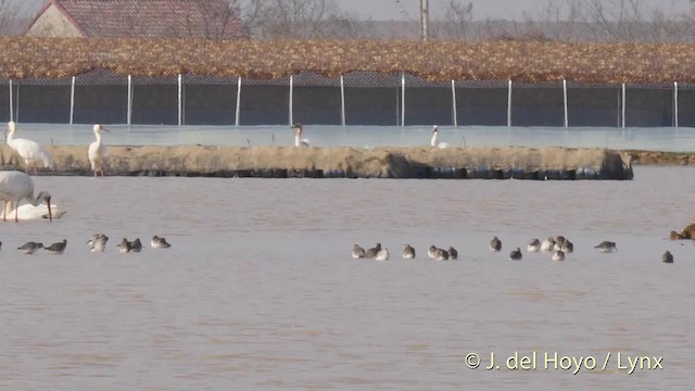 Spotted Redshank - ML201483511