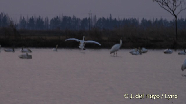 Tundra Swan (Bewick's) - ML201483541