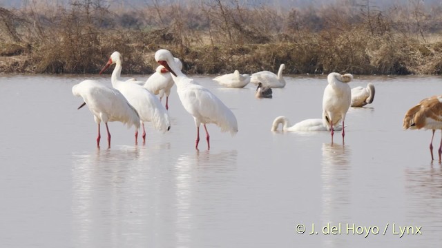 Siberian Crane - ML201483571