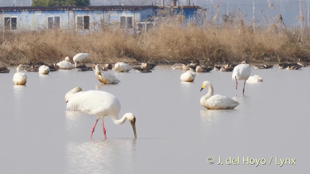 Siberian Crane - ML201483581