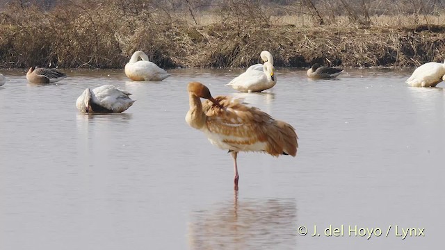 Siberian Crane - ML201483591