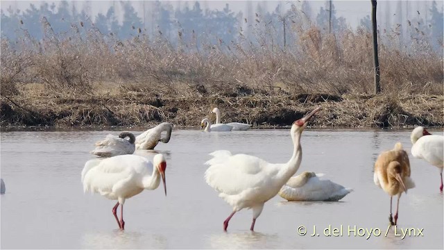 Schneekranich - ML201483601