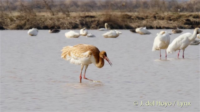 jeřáb bílý - ML201483611