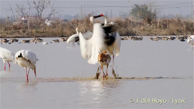 Siberian Crane - ML201483621