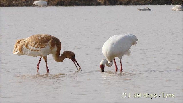 Siberian Crane - ML201483631