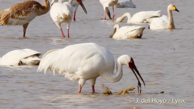 Siberian Crane - ML201483641