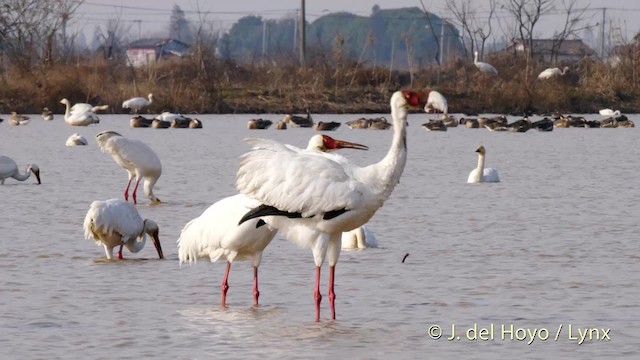 Siberian Crane - ML201483651