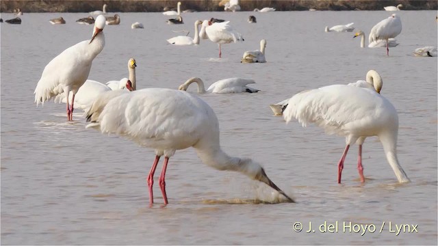 Siberian Crane - ML201483661