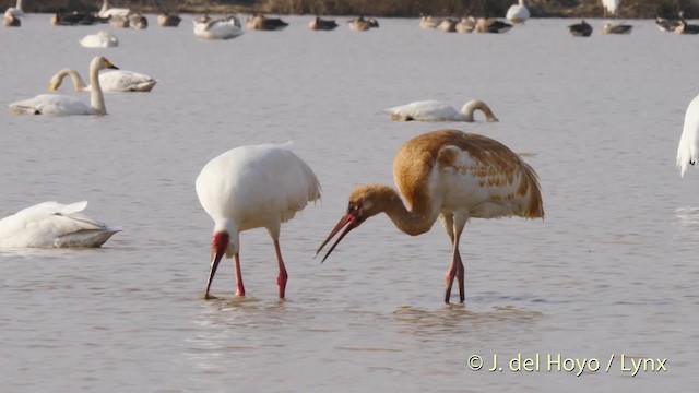 Siberian Crane - ML201483671