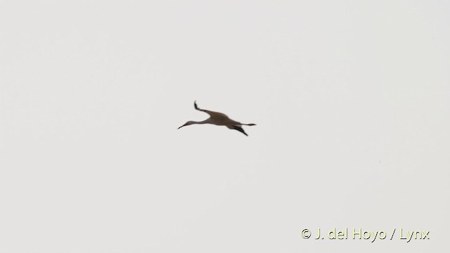 Siberian Crane - ML201483681