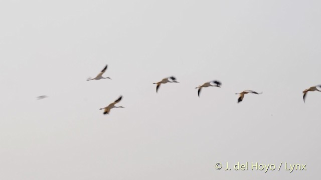 Siberian Crane - ML201483691