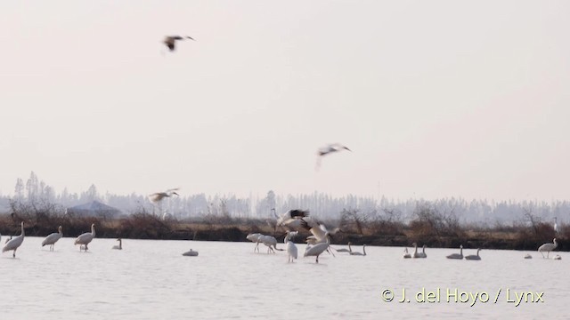 jeřáb bílý - ML201483701