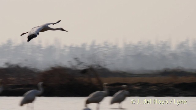 jeřáb bílý - ML201483711