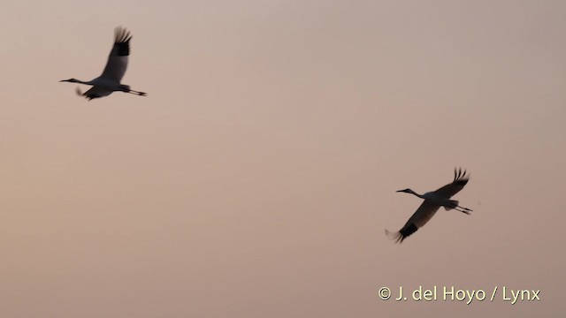 Siberian Crane - ML201483721