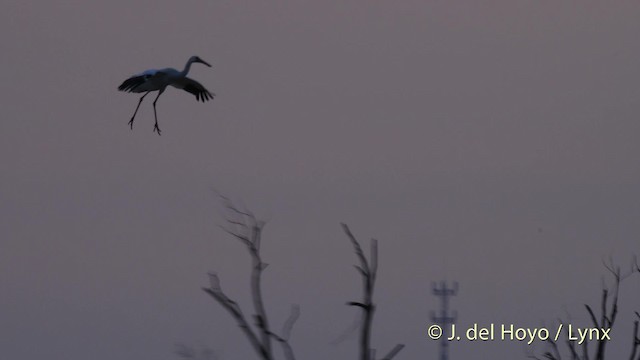 Grulla Siberiana - ML201483731