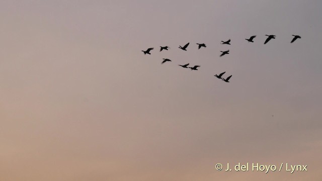 Oca cigno - ML201483741