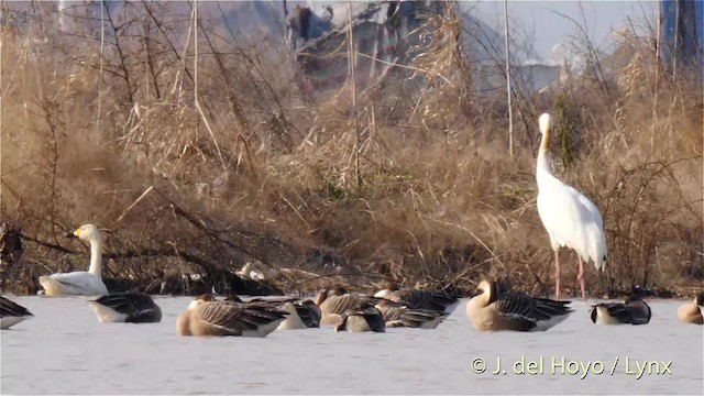 Swan Goose - ML201483751