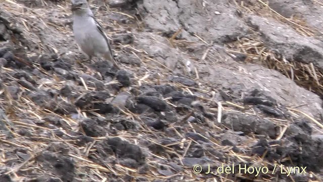 Snow Bunting - ML201483931