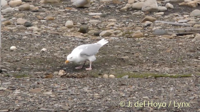 Glaucous Gull - ML201483971