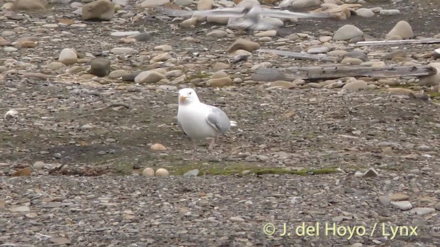 Glaucous Gull - ML201483981