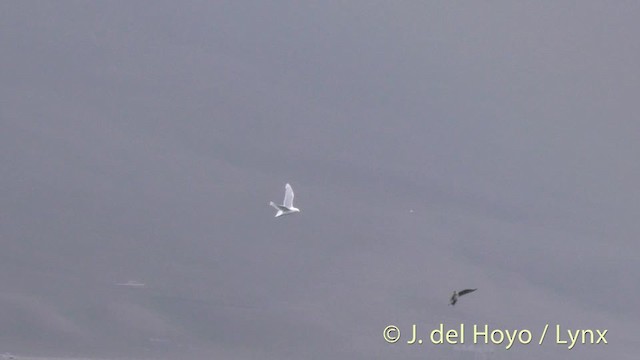 Glaucous Gull - ML201483991