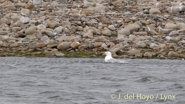 Glaucous Gull - ML201484001