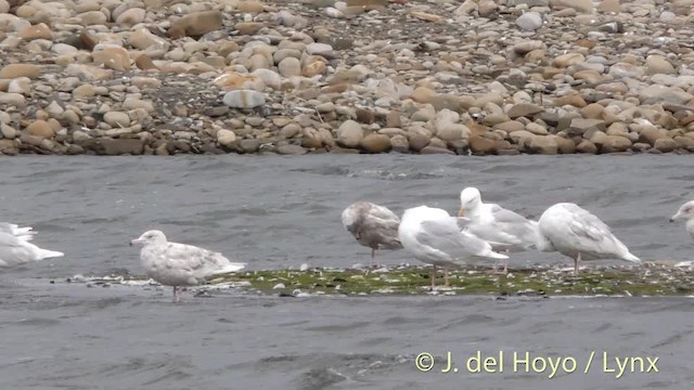 Glaucous Gull - ML201484011