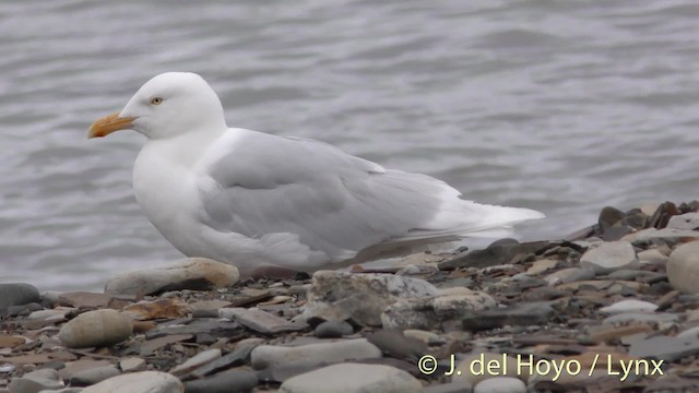 Glaucous Gull - ML201484021