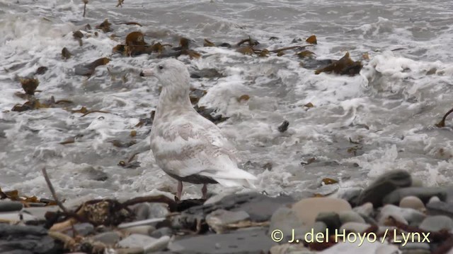 Glaucous Gull - ML201484031