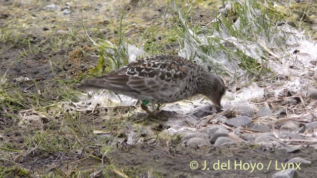 Purple Sandpiper - ML201484071