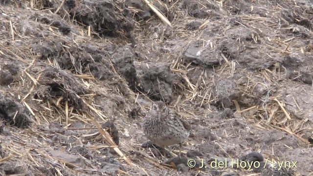 Purple Sandpiper - ML201484091