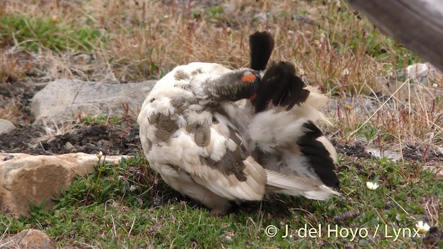 Alpenschneehuhn - ML201484161