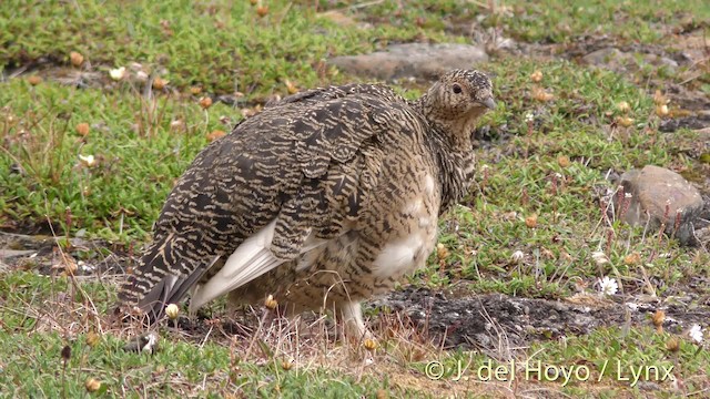 Alpenschneehuhn - ML201484181