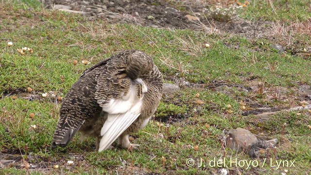 Alpenschneehuhn - ML201484191