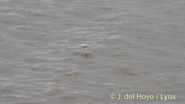 Northern Fulmar (Atlantic) - ML201484381